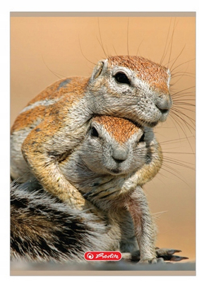 Zeszyt 32-kartkowy w kratkę A4 Zwierzęta Susły